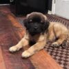 english mastiff puppies for sale english mastiff puppies for sale
