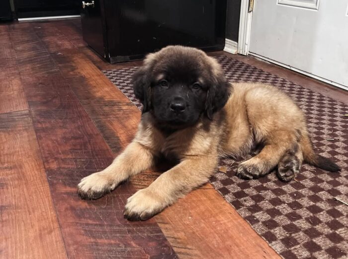 english mastiff puppies for sale english mastiff puppies for sale
