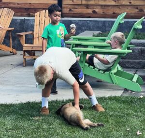 english mastiff puppies for sale nsw