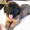 english mastiff puppies for sale english mastiff puppies for sale