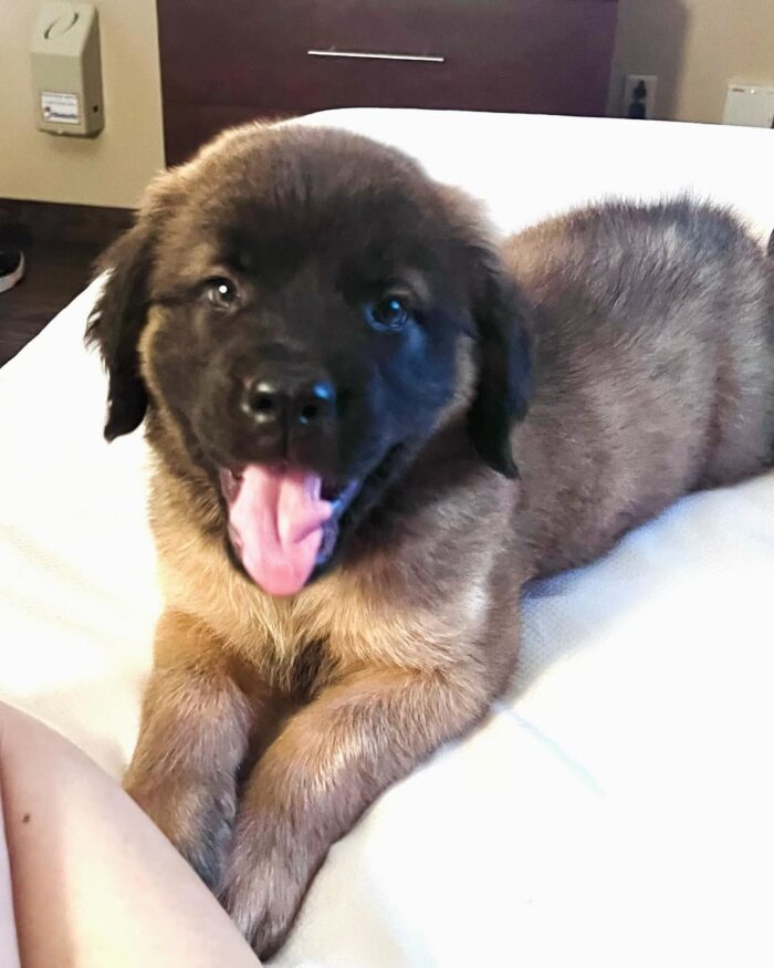 english mastiff puppies for sale english mastiff puppies for sale