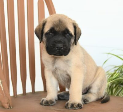 english mastiff puppies for sale english mastiff puppies for sale