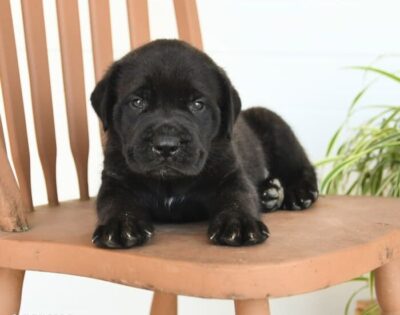 english mastiff puppies for sale english mastiff puppies for sale