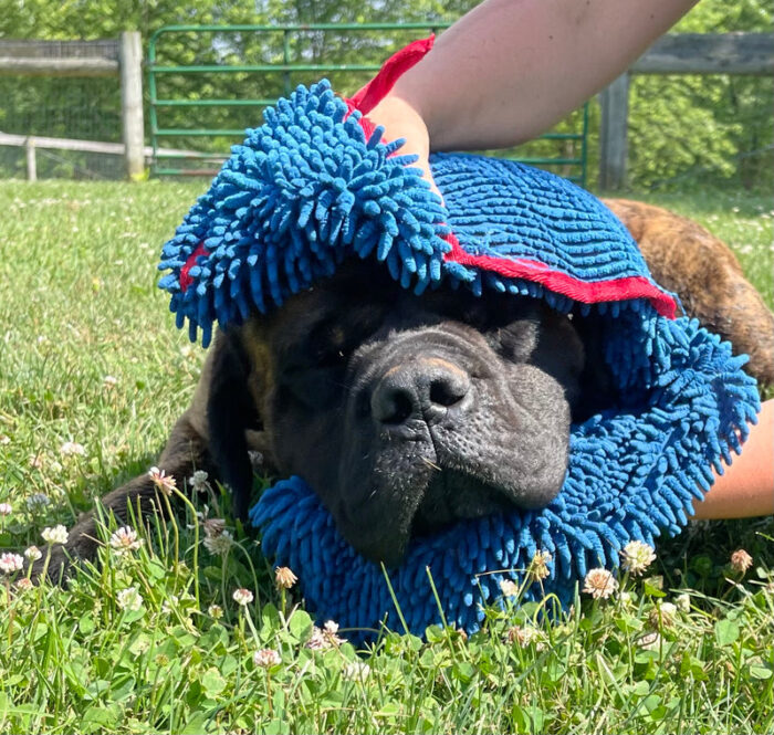 Pet shammy Pet shammy