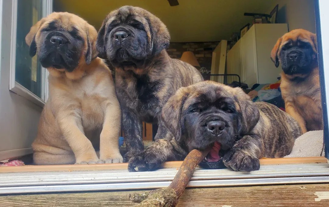 english mastiff puppies for sale near me
