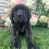 english mastiff puppies for sale english mastiff puppies for sale