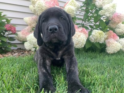 english mastiff puppies for sale english mastiff puppies for sale