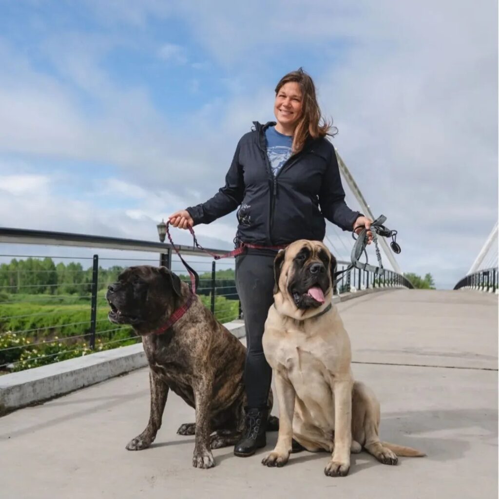 english mastiff puppies for sale near me