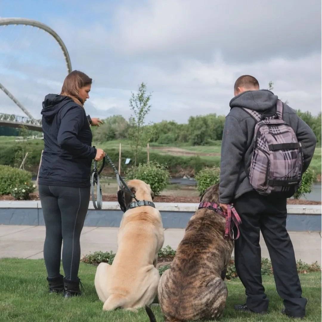 Mastiff puppies near me